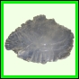 eucspp_1351_a_001