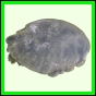 eucspp_956_a_002