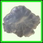evolyr_156_b_001