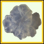 evolyr_158_a_003