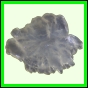 evolyr_159_b_002
