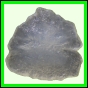 fungra_1049_a_003