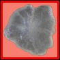 fungra_1058_a_004