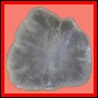 fungra_1058_b_001