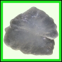 fungra_1064_a_001