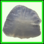 fungra_2121_a_001