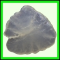 fungra_2127_b_002