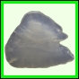 fungra_2132_a_001