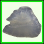 fungra_2132_b_002
