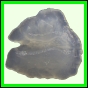 fungra_2134_b_001