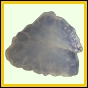 fungra_2139_b_011