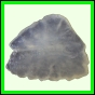 fungra_2566_a_001