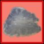 fungra_2566_b_002