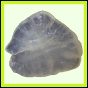 fungra_2567_b_002