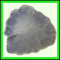 fungra_2568_a_001