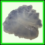 fungra_2570_b_002
