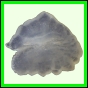 fungra_2571_a_001