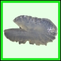 harjag_1512_a_002