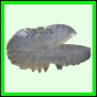 harjag_1512_b_001