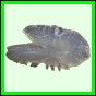 harjag_1513_b_001