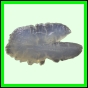 harjag_1517_b_002
