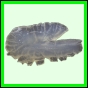 harjag_1519_b_002