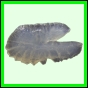 harjag_1521_a_001