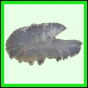 harjag_1526_a_001