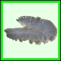 harjag_1526_b_002