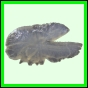 harjag_1527_a_001