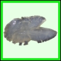 harjag_1530_a_001