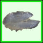 harjag_1536_b_001