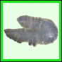 harjag_710_b_002