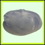 larfas_1890_a_001