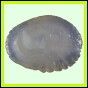 larfas_312_a_020