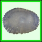 larfas_313_a_022