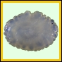 larfas_314_a_024