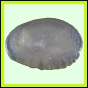 larfas_315_a_026