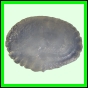 larfas_978_b_001