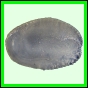 larfas_979_b_002