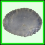 larfas_981_a_002
