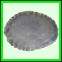 larfas_981_b_001