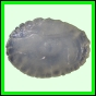 larfas_982_a_003