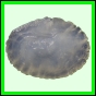 larfas_982_b_001