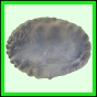 larfas_983_a_003