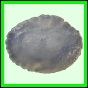 larfas_984_a_003