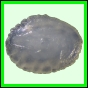 larfas_984_b_003