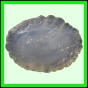 larfas_985_a_001