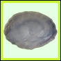larfas_986_a_001