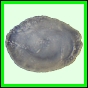 larfas_986_b_001